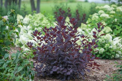 Cotinus Coggygria Velveteeny - View 4 from www redcrocus com