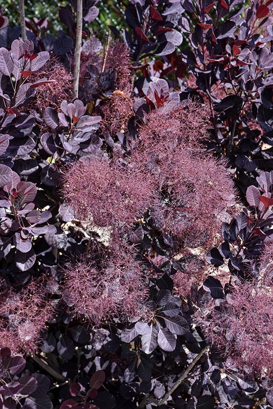 Cotinus Coggygria Velveteeny - View 6 from www redcrocus com