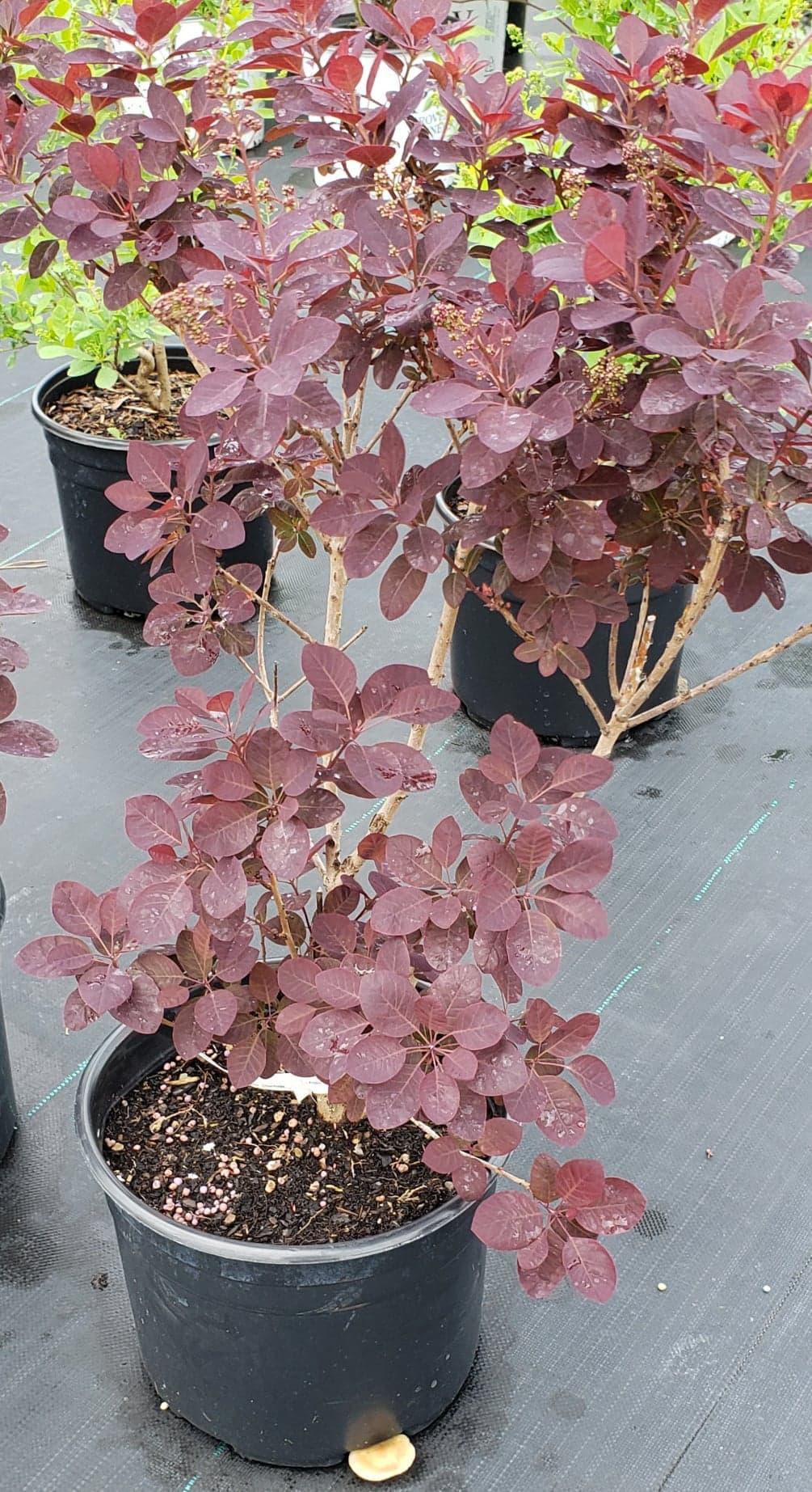 Cotinus Coggygria Velveteeny - View 7 from www redcrocus com