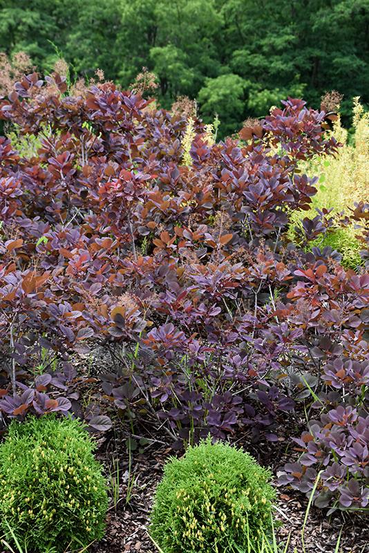Cotinus Coggygria Velveteeny - View 8 from www redcrocus com