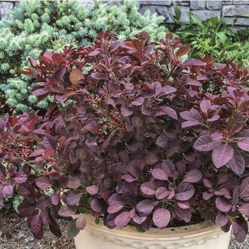 Cotinus Coggygria Velveteeny - View 9 from www redcrocus com