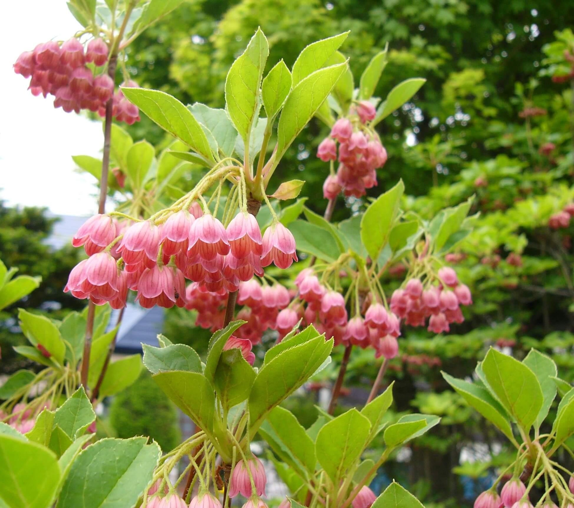 Enkianthus Campanulatus - View 6 from www redcrocus com