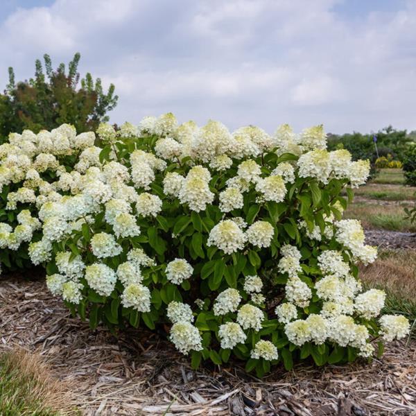 Hydrangea Paniculata Little Hottie - View 11 from www redcrocus com