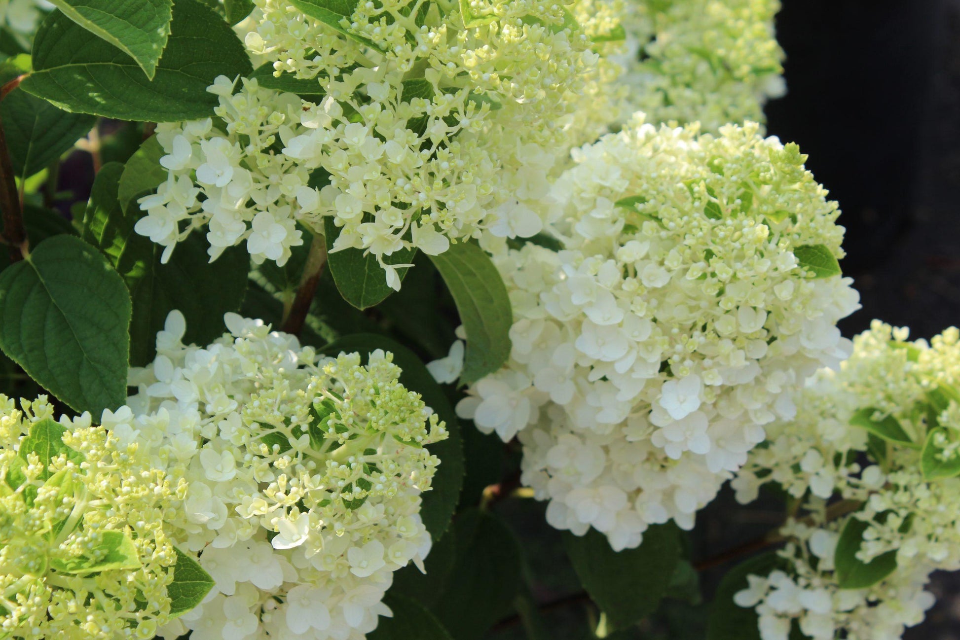 Hydrangea Paniculata Little Hottie - View 12 from www redcrocus com
