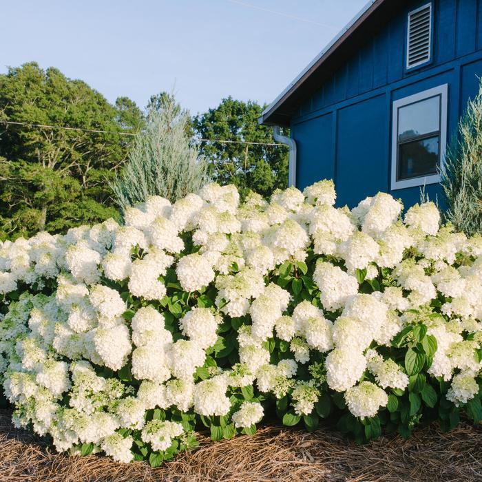 Hydrangea Paniculata Little Hottie - View 14 from www redcrocus com