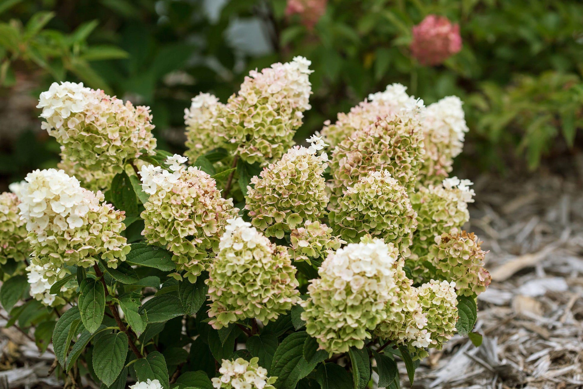 Hydrangea Paniculata Little Hottie - View 15 from www redcrocus com