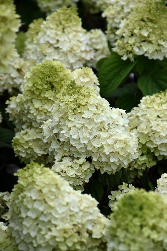 Hydrangea Paniculata Little Hottie - View 17 from www redcrocus com
