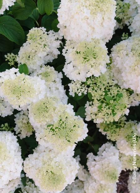 Hydrangea Paniculata Little Hottie - View 19 from www redcrocus com