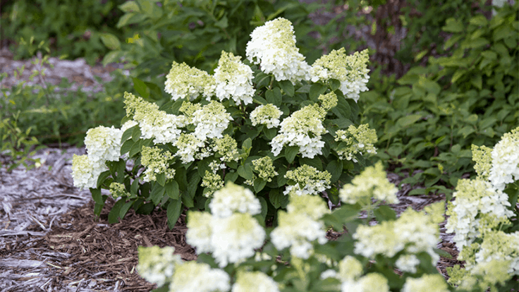 Hydrangea Paniculata Little Hottie - View 19 from www redcrocus com
