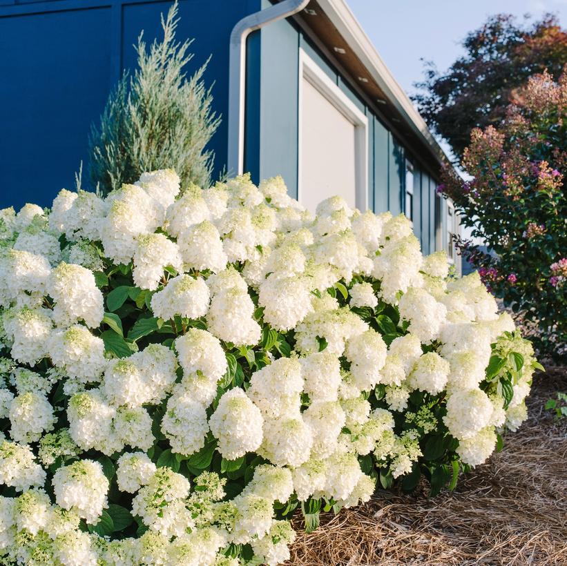 Hydrangea Paniculata Little Hottie - View 2 from www redcrocus com
