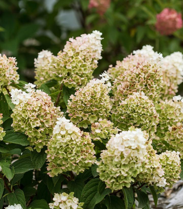 Hydrangea Paniculata Little Hottie - View 4 from www redcrocus com