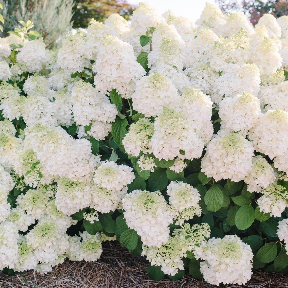 Hydrangea Paniculata Little Hottie - View 5 from www redcrocus com