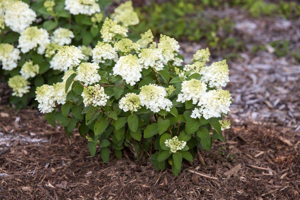 Hydrangea Paniculata Little Hottie - View 7 from www redcrocus com