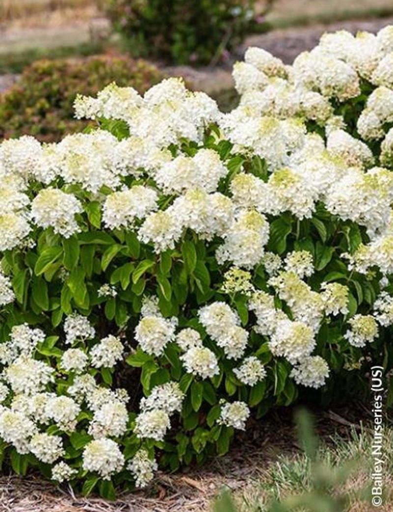 Hydrangea Paniculata Little Hottie - View 8 from www redcrocus com