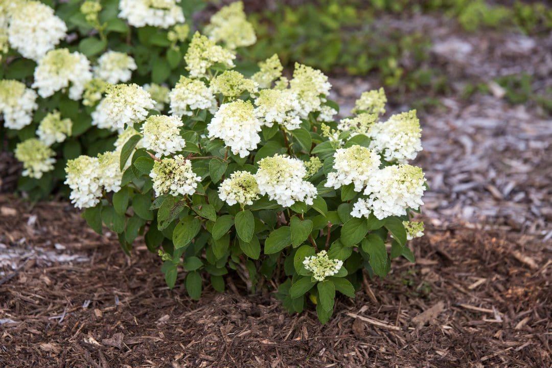 Hydrangea Paniculata Little Hottie - View 9 from www redcrocus com
