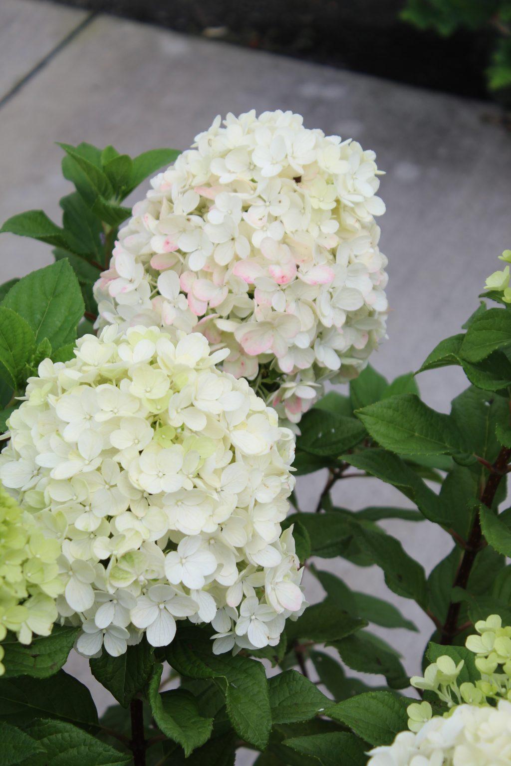 Hydrangea Paniculata Little Lime Punch - View 12 from www redcrocus com