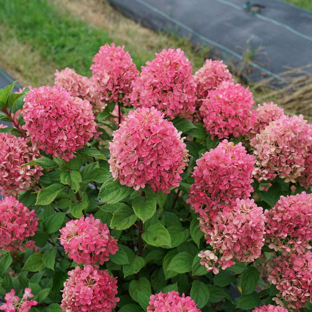 Hydrangea Paniculata Little Lime Punch - View 15 from www redcrocus com
