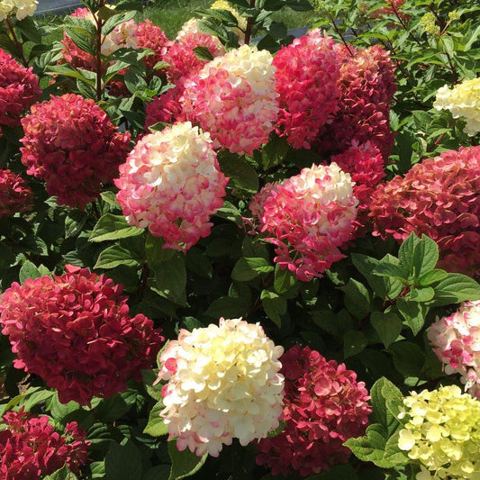 Hydrangea Paniculata Little Lime Punch - View 1 from www redcrocus com