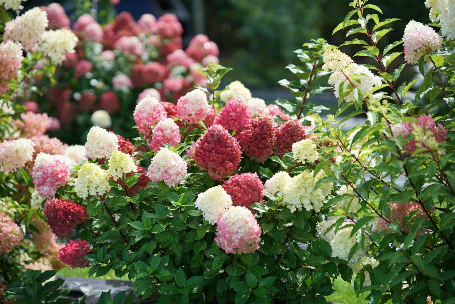 Hydrangea Paniculata Little Lime Punch - View 4 from www redcrocus com