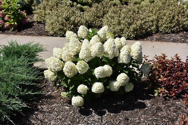 Hydrangea Paniculata Little Lime Punch - View 8 from www redcrocus com