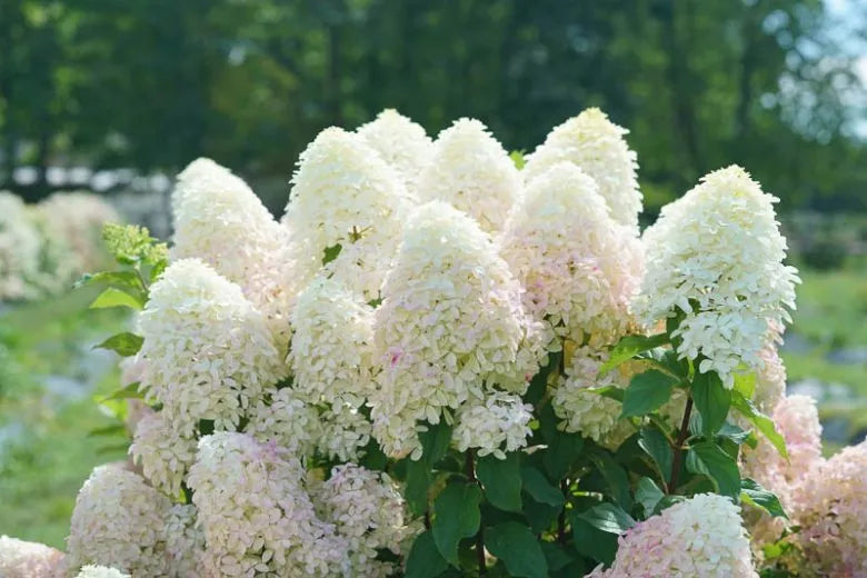 Hydrangea Paniculata 'quick Fire Fab' - View 18 from www redcrocus com