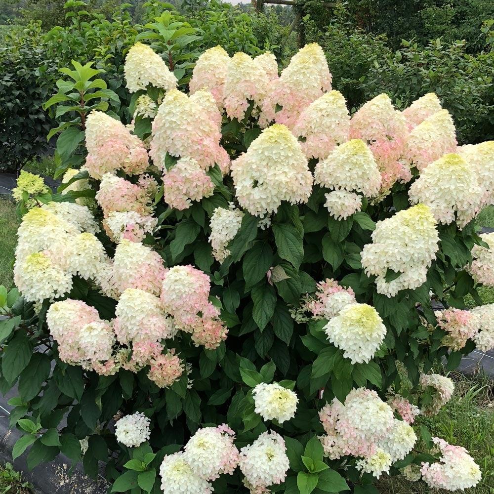 Hydrangea Paniculata 'quick Fire Fab' - View 19 from www redcrocus com