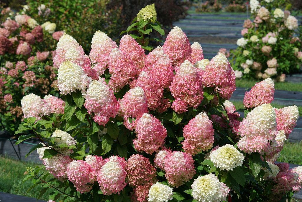 Hydrangea Paniculata 'quick Fire Fab' - View 1 from www redcrocus com