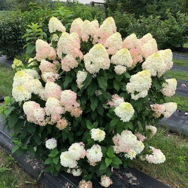 Hydrangea Paniculata 'quick Fire Fab' - View 20 from www redcrocus com