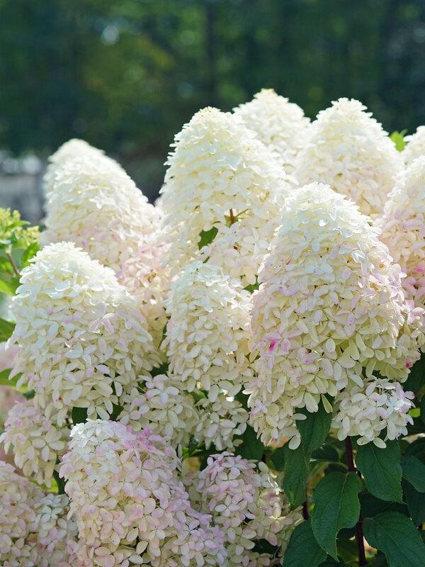 Hydrangea Paniculata 'quick Fire Fab' - View 22 from www redcrocus com