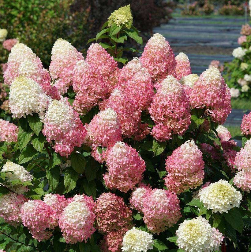 Hydrangea Paniculata 'quick Fire Fab' - View 27 from www redcrocus com