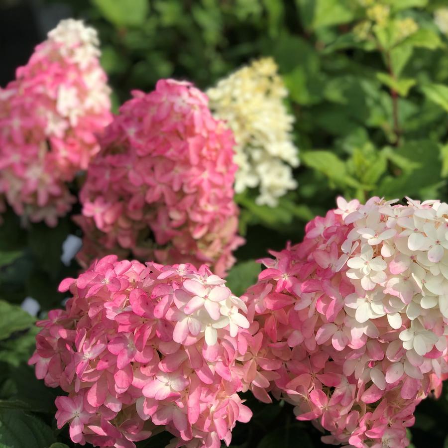 Hydrangea Paniculata 'quick Fire Fab' - View 30 from www redcrocus com
