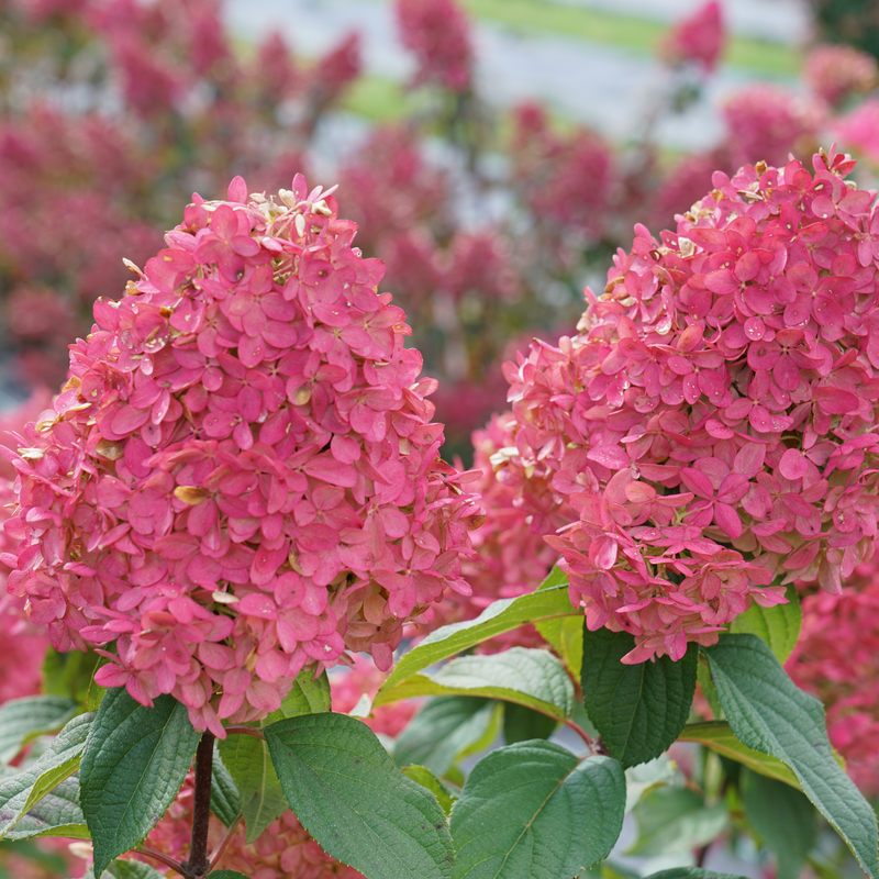 Hydrangea Paniculata 'quick Fire Fab' - View 34 from www redcrocus com