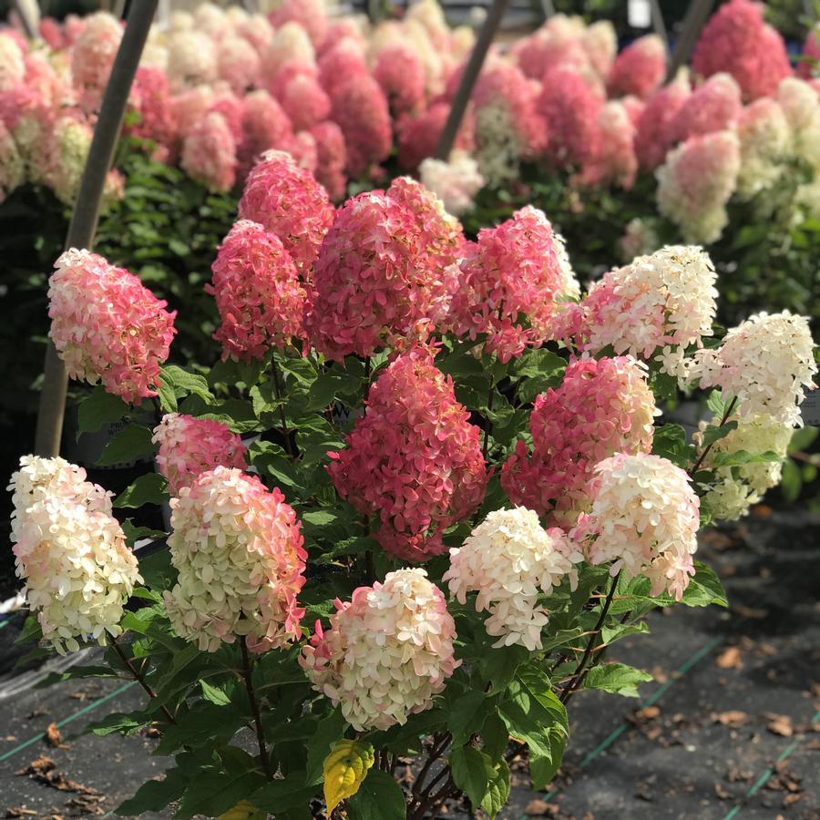 Hydrangea Paniculata 'quick Fire Fab' - View 36 from www redcrocus com