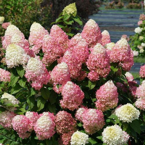 Hydrangea Paniculata 'quick Fire Fab' - View 3 from www redcrocus com
