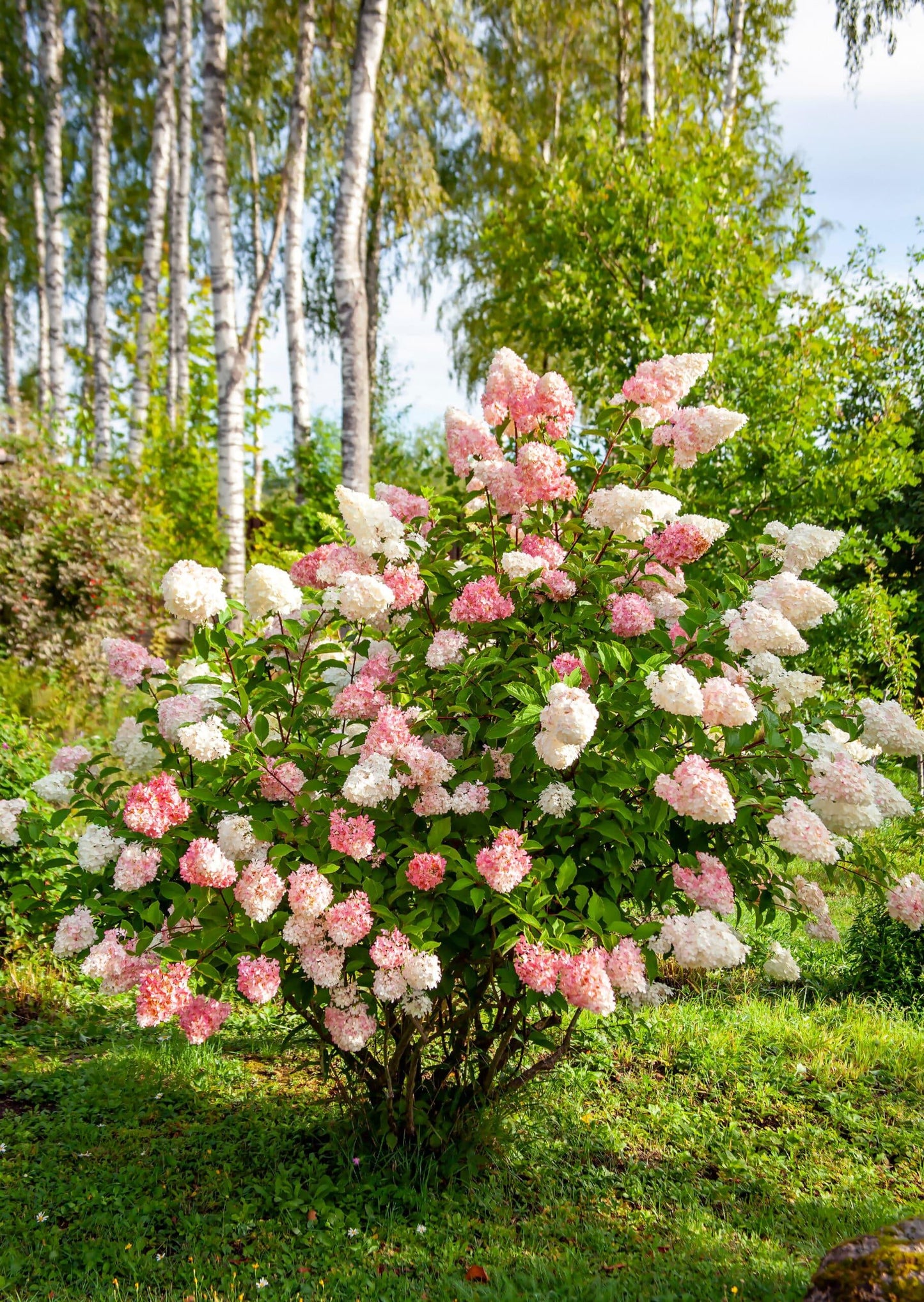 Hydrangea Paniculata 'quick Fire Fab' - View 4 from www redcrocus com
