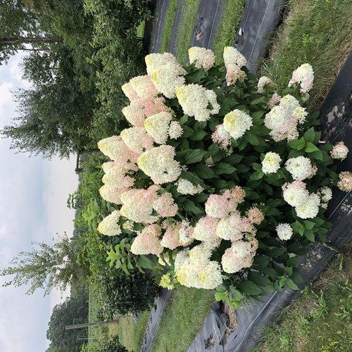 Hydrangea Paniculata 'quick Fire Fab' - View 6 from www redcrocus com