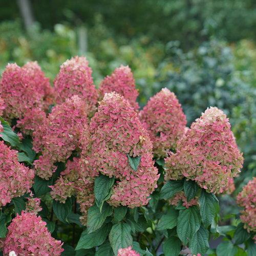 Hydrangea Paniculata 'quick Fire Fab' - View 7 from www redcrocus com