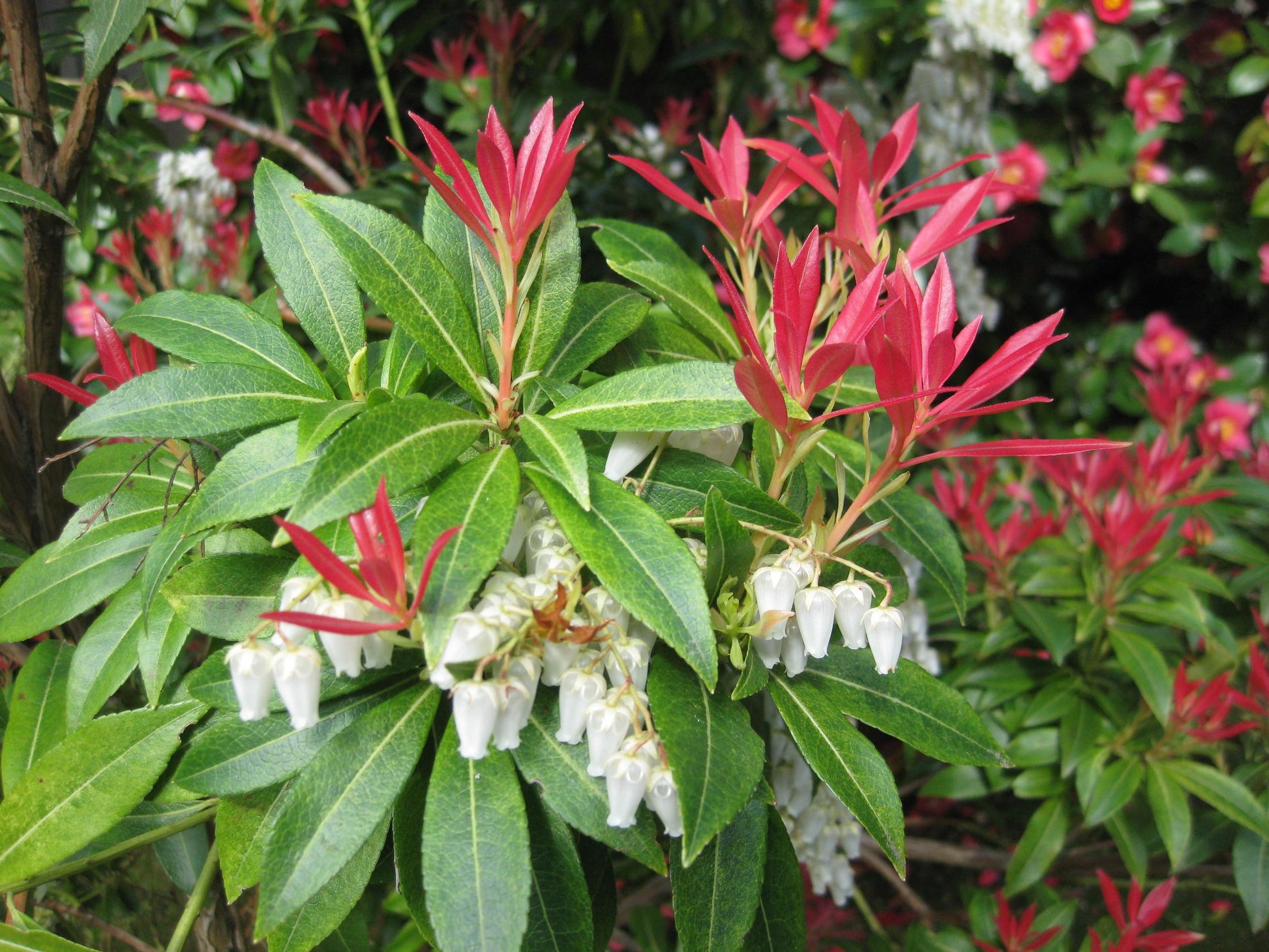 Pieris Japonica Avalanche - View 12 from www redcrocus com
