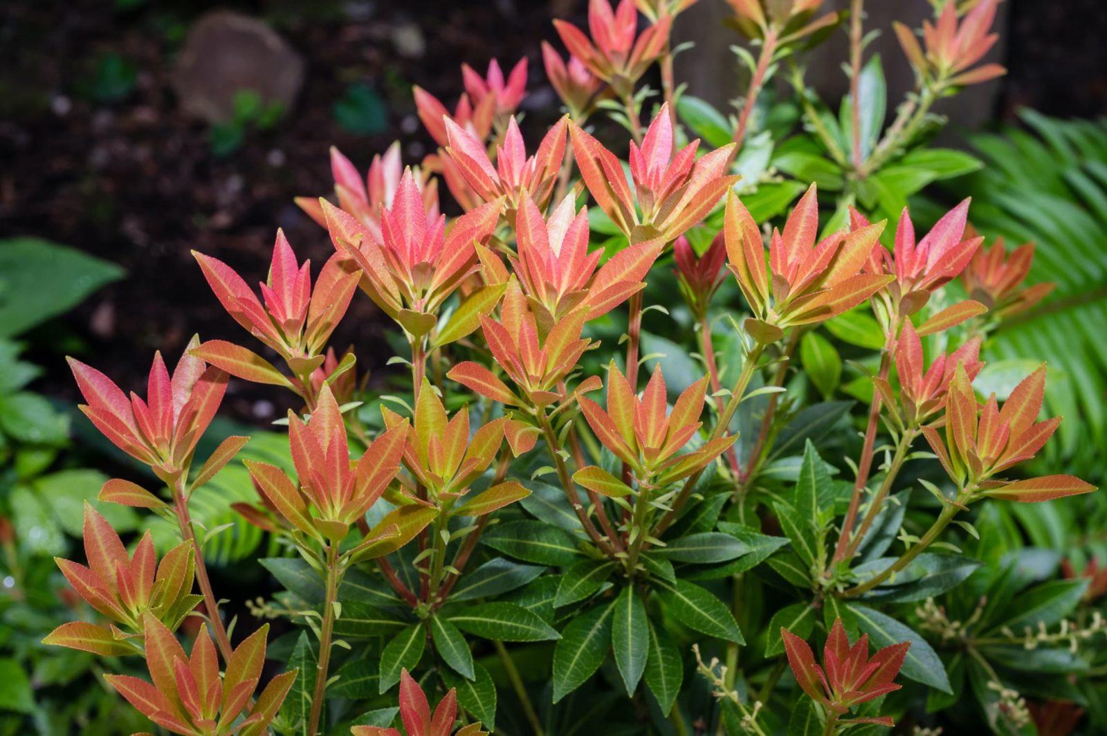 Pieris Japonica Avalanche - View 13 from www redcrocus com