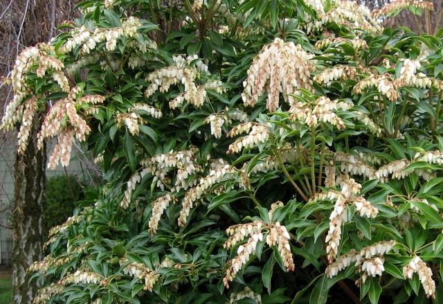 Pieris Japonica Avalanche - View 15 from www redcrocus com