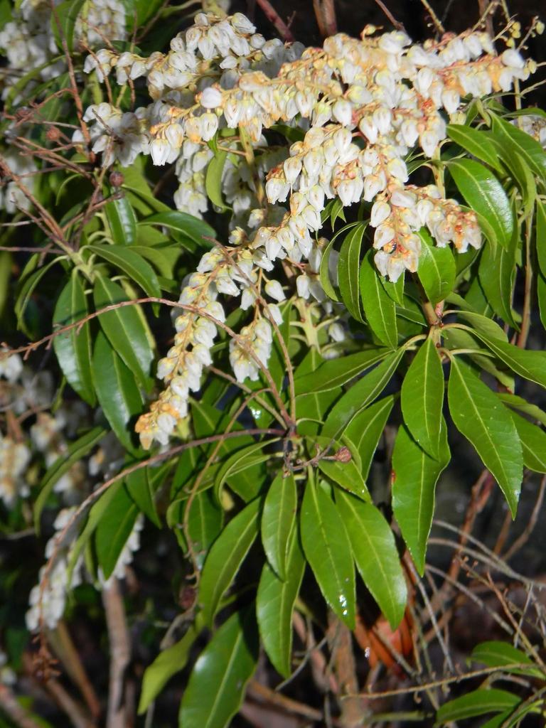 Pieris Japonica Avalanche - View 16 from www redcrocus com
