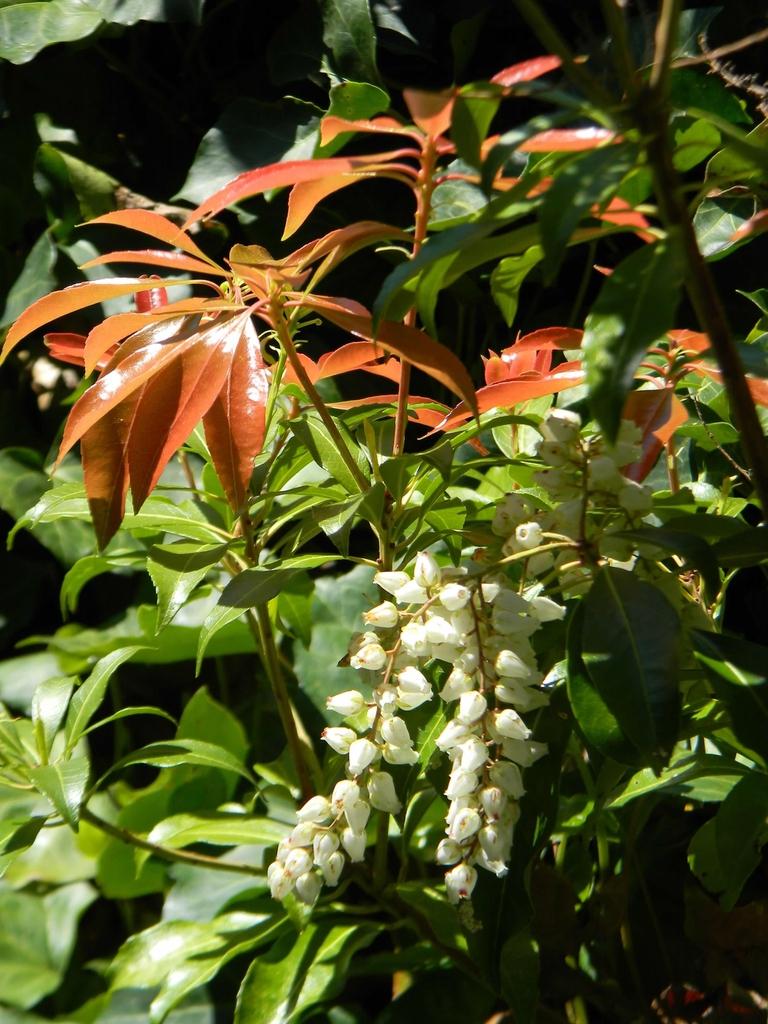 Pieris Japonica Avalanche - View 17 from www redcrocus com
