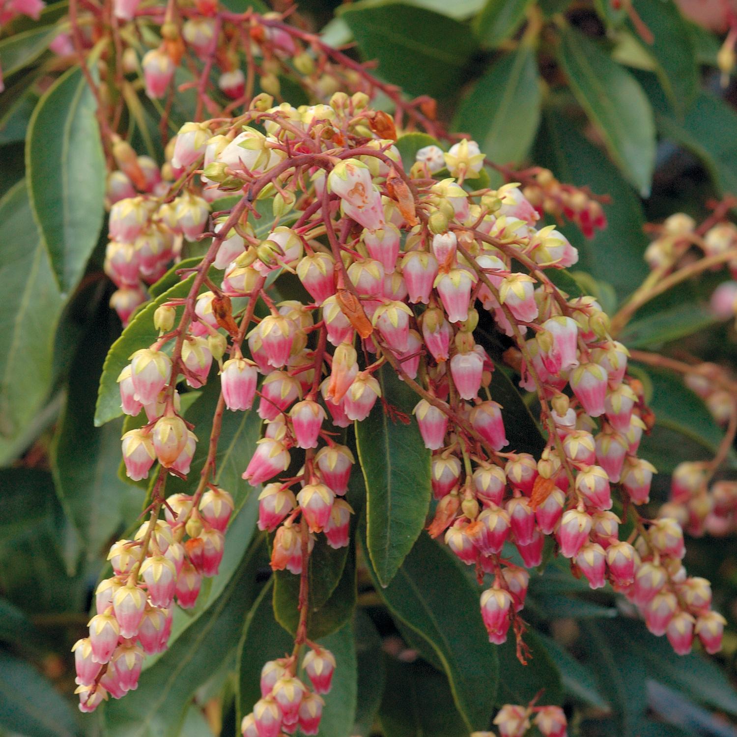 Pieris Japonica Avalanche - View 18 from www redcrocus com