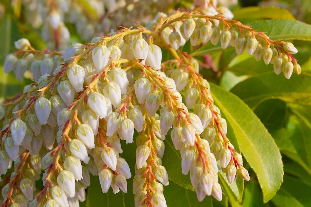 Pieris Japonica Avalanche - View 1 from www redcrocus com