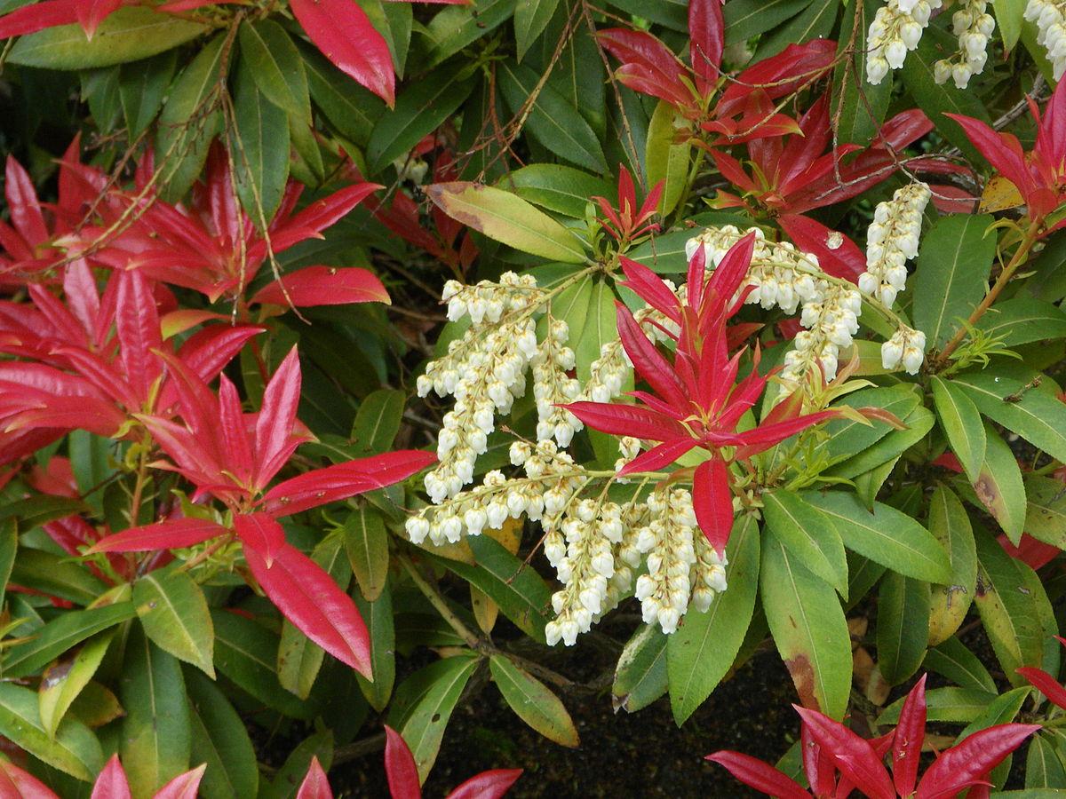 Pieris Japonica Avalanche - View 20 from www redcrocus com