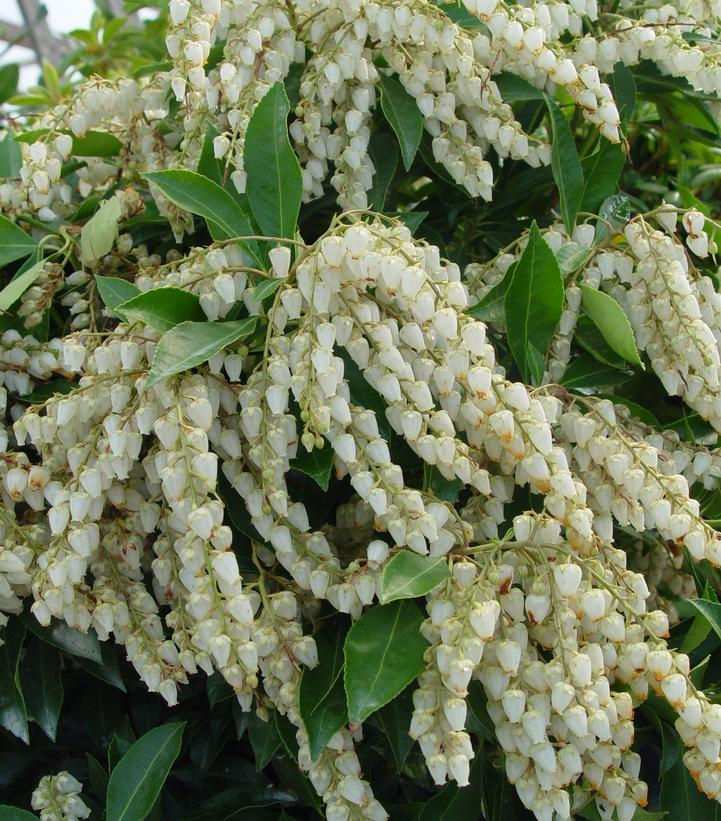 Pieris Japonica Avalanche - View 2 from www redcrocus com