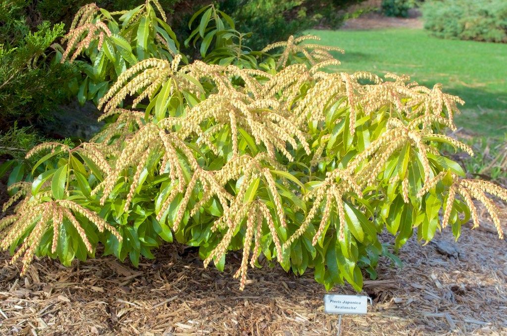 Pieris Japonica Avalanche - View 3 from www redcrocus com