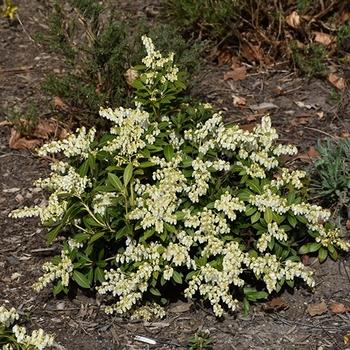 Pieris Japonica Avalanche - View 5 from www redcrocus com