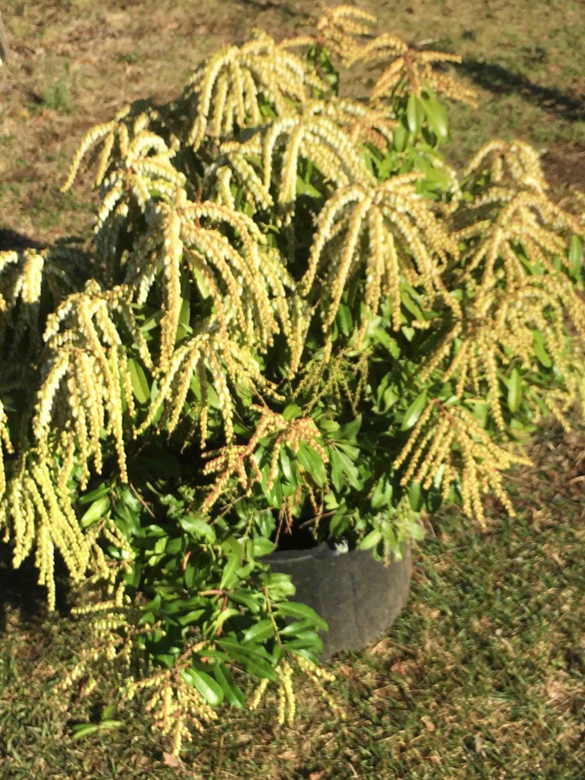 Pieris Japonica Avalanche - View 6 from www redcrocus com