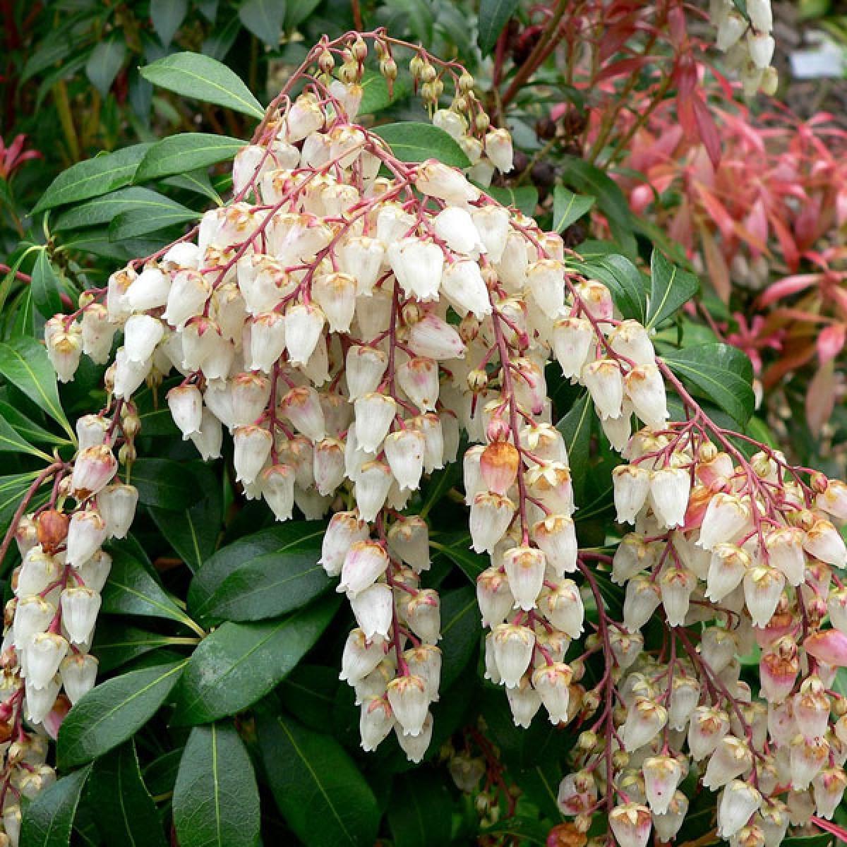 Pieris Japonica Avalanche - View 7 from www redcrocus com